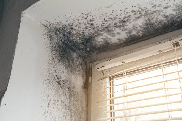 Affordable Commercial Mold Remediation solutions in Paxinos, PA